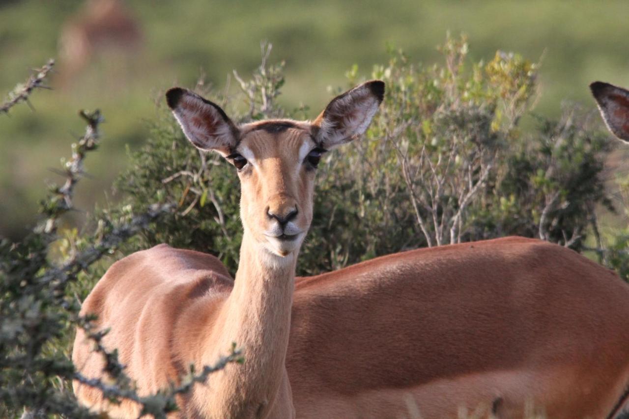 Boggomsbaai Indalu Game Reserve מראה חיצוני תמונה
