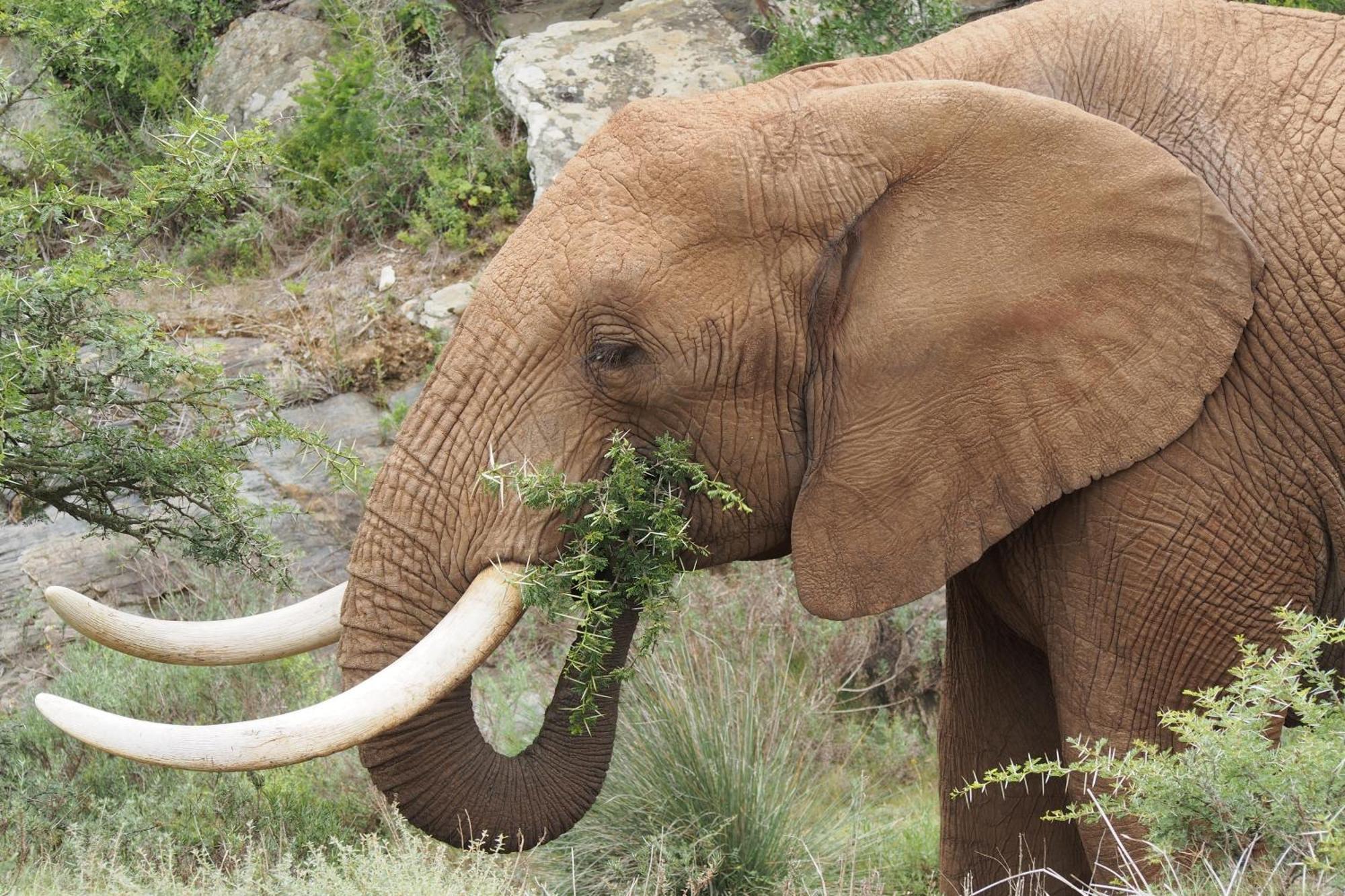 Boggomsbaai Indalu Game Reserve מראה חיצוני תמונה