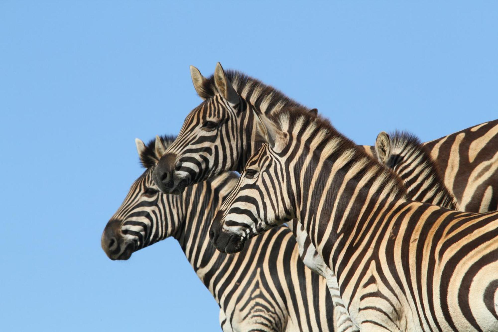Boggomsbaai Indalu Game Reserve מראה חיצוני תמונה