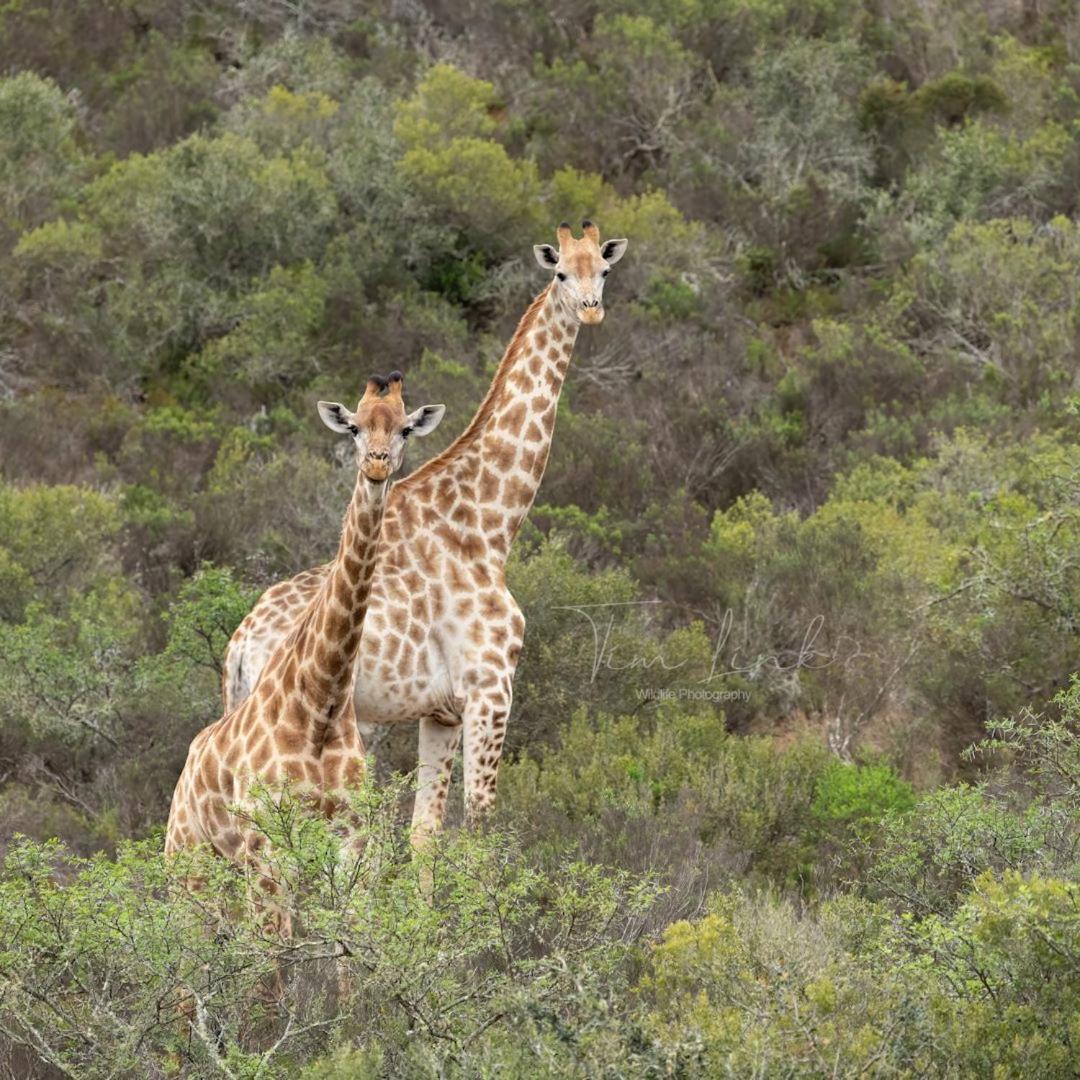 Boggomsbaai Indalu Game Reserve מראה חיצוני תמונה